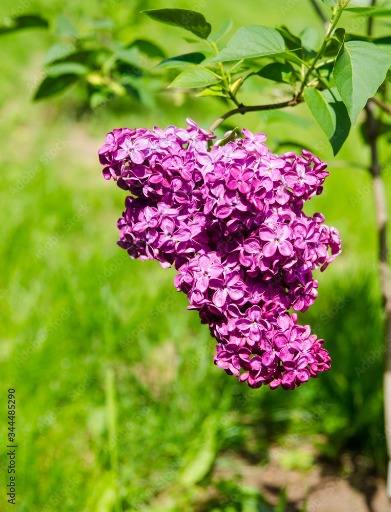 Branch with purple lilac flowers. Selective focus Branch with purple lilac flowers. Selective focus
