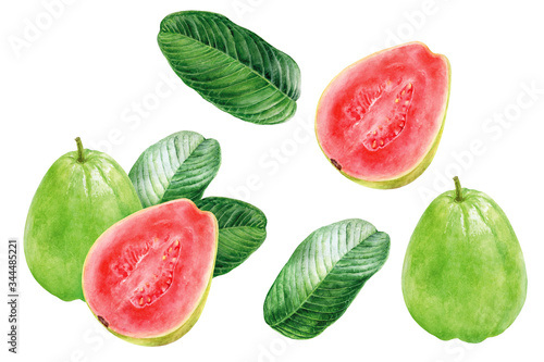 Foto Guava set composition watercolor illustration isolated on white background