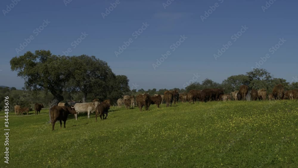 Retinta breed calves grazing in the spring of the Pedroches Valley. Limousin. Angus Retinta breed calves grazing in the spring of the Pedroches Valley. Limousin. Angus