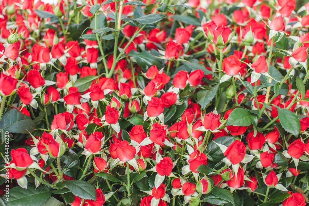 Obraz premium Hot red rose on flowerbed background