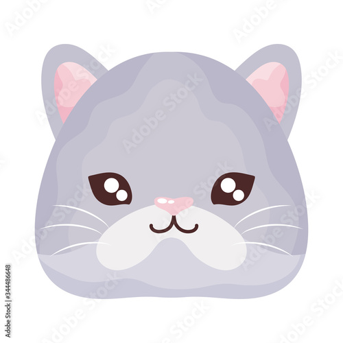 head of cute cat on white background, feline domestic