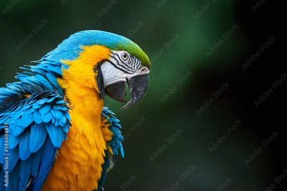 Blue-and-yellow macaw closeup (Ara ararauna), exotic bird
