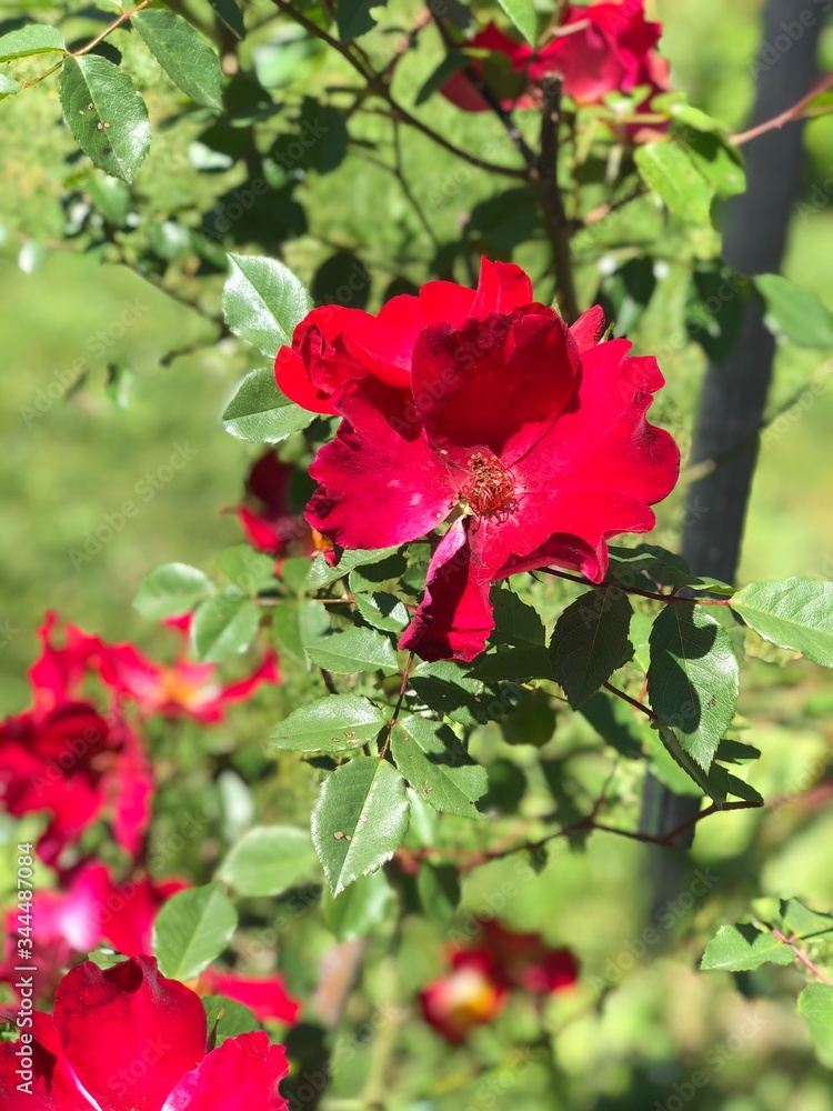red rose in garden amazing rose season reflecting attractive colors of rose in spring
red rose in garden amazing rose season reflecting attractive colors of rose in spring
