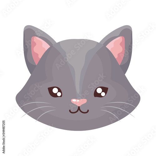 head of cute cat on white background, feline domestic