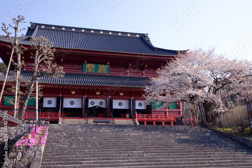 日光山輪王寺 三仏堂と金剛桜（国天然記念物）