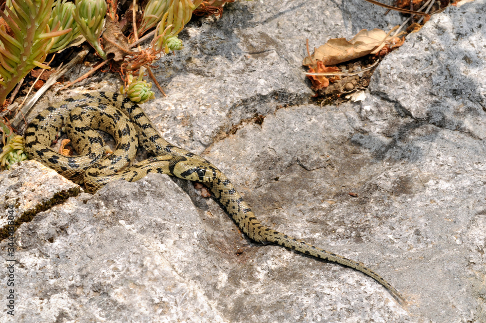 juvenile Ladder snake / junge Treppennatter (Zamenis scalaris