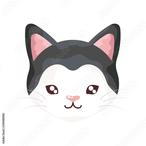 head of cute cat on white background, feline domestic