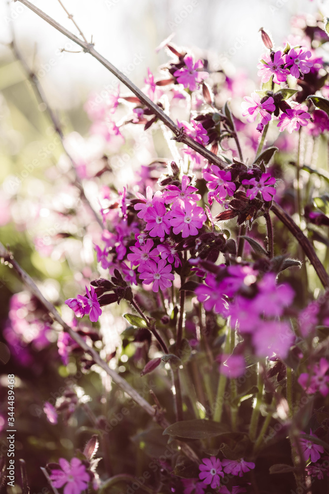 Fototapeta premium Pinke Kartäuser Nelke