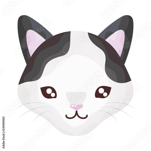 head of cute cat on white background, feline domestic