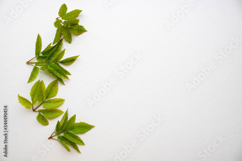 Set of green leaves isolated on a white background