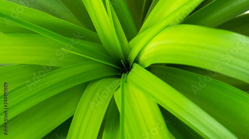 Beautiful green pattern plant