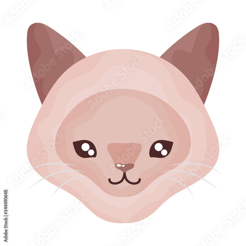 head of cute cat on white background, feline domestic