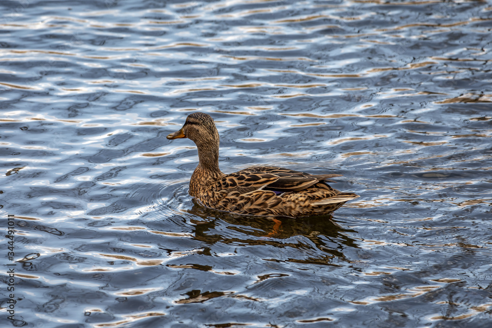 Drake Mallard Portrait, an up close and personal view of a Drake Mallard in water. Drake Mallard Portrait, an up close and personal view of a Drake Mallard in water.