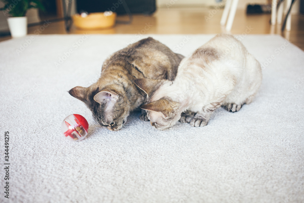 Devon Rex cats playing with interactive cat feeder ball, that increases feline activity, decreases excessive eating, improves behavioral problems such as excessive meowing, scratching or aggression. Devon Rex cats playing with interactive cat feeder ball, that increases feline activity, decreases excessive eating, improves behavioral problems such as excessive meowing, scratching or aggression.