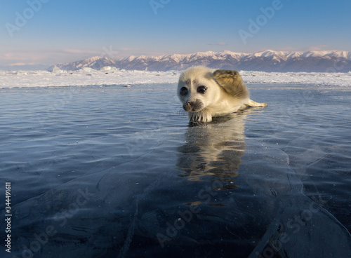 Baikal seal pup on ice photo