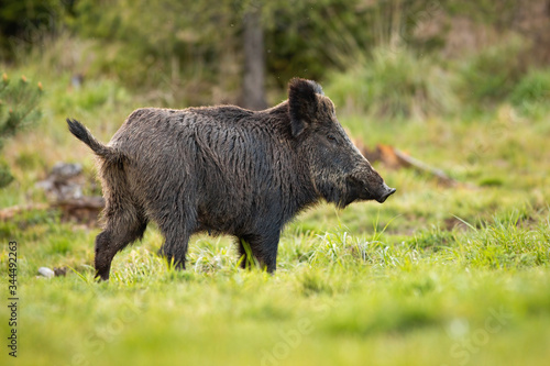 Female of wild boar, sus scrofa, with wet fur and big snout grazing on the forest clearing in spring. Wild hog on the green pasture. Massive hairy animal with short tail up. Fierce animal on the walk.
