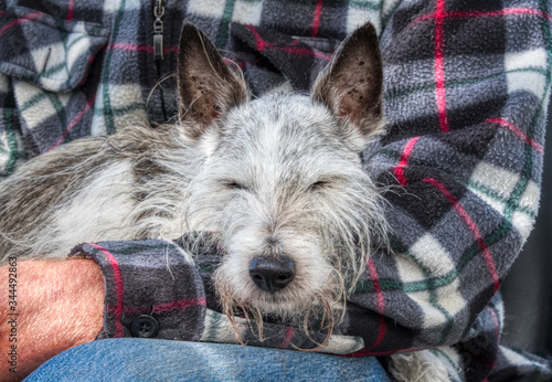 Photos Old Jack Russell dog resting on his owner's lap