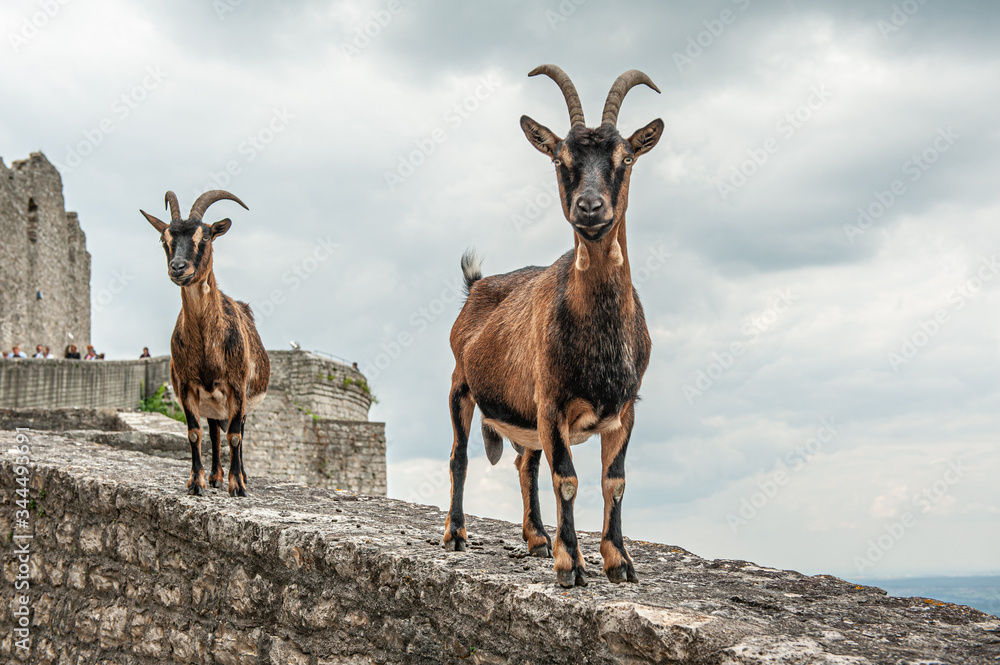 Ziegen stehen neugierig auf Burgmauer Hofenneuffen Ziegen stehen neugierig auf Burgmauer Hofenneuffen