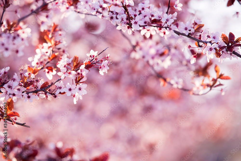 Spring blossom of purple sakura against blue sky. Beautiful nature scene with blooming tree and sun flare. Cherry, sakura, apricot, almond blossom trees with pink Spring flowers.