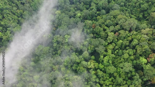 Rainforest and clouds. Aerial view of rain forest jungle. Mist and fog in green valley 