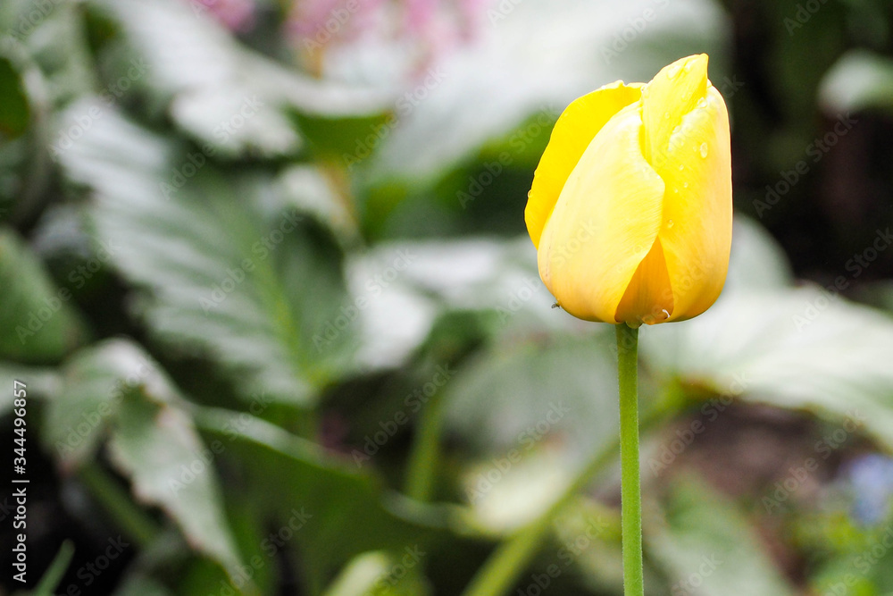 a yellow Tulip Bud on a green background with small drops of water after rain . spring flowers in the Park a yellow Tulip Bud on a green background with small drops of water after rain . spring flowers in the Park