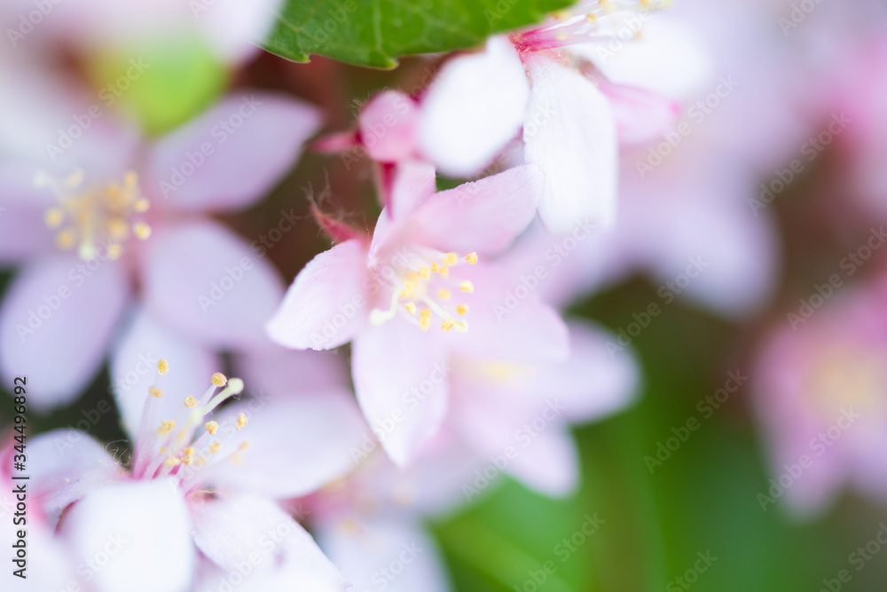 春の花 春の花