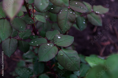 Water drops on green leaves of rose