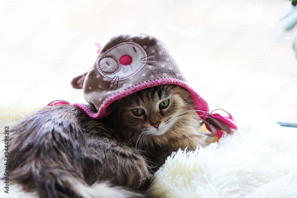 cat in a hat cat in a hat