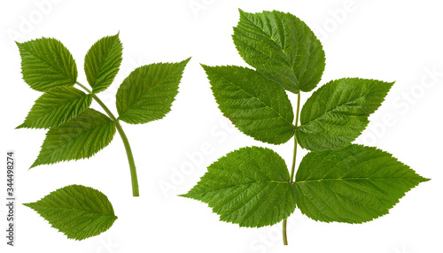 raspberry branch with green leaves isolated on white background