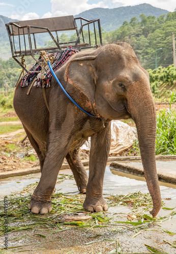Photography indian elephant in the zoo, koh chang island, Thailand.