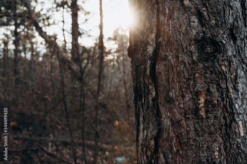 the sun behind the tree