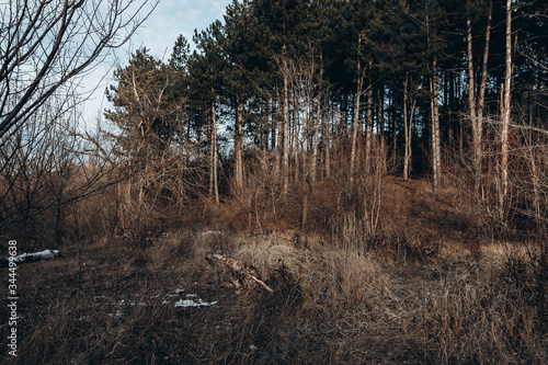trees in the forestd