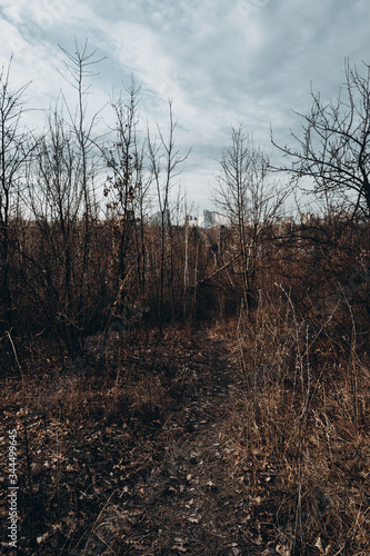 trees in the forest
