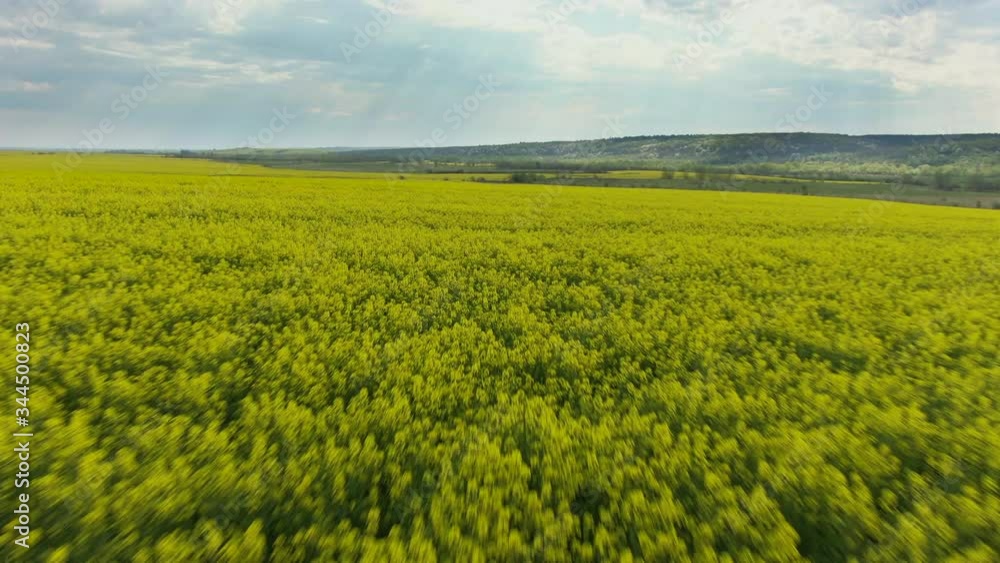 Aerial view: Yellow canola field. Field of blooming rapeseed aerial view. Yellow rapeseed flowers and sky with clouds above them. A rape field shot by a drone. Aerial view: Yellow canola field. Field of blooming rapeseed aerial view. Yellow rapeseed flowers and sky with clouds above them. A rape field shot by a drone.