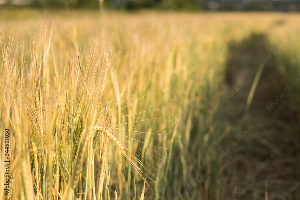 field of wheat field of wheat