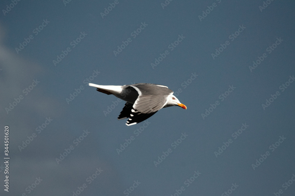 Obraz premium Gaviota volando en solitario frente al cielo azul