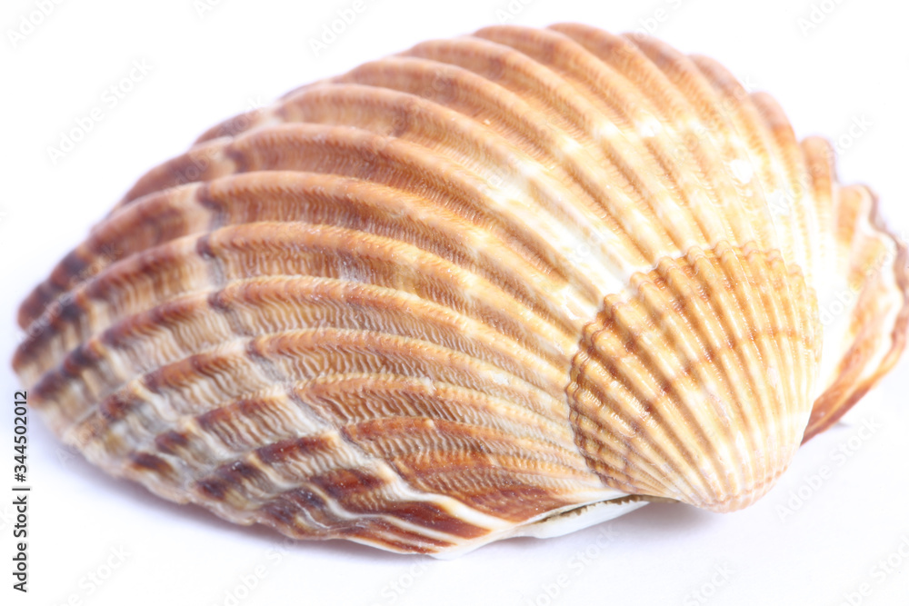 Detail macro of a marine seashell. Amazing colorful shell and luxury pearl texture Detail macro of a marine seashell. Amazing colorful shell and luxury pearl texture