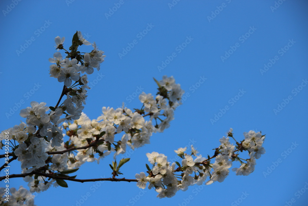 Beautiful spring flowering cherry tree branches on the background of the blue blue sky. Cherry Tree Bloom In The Garden. Natural spring flowers background. Hd floral wallpapers for desktop. Beautiful spring flowering cherry tree branches on the background of the blue blue sky. Cherry Tree Bloom In The Garden. Natural spring flowers background. Hd floral wallpapers for desktop.