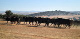 group of Bulls on the spanish catlle farm