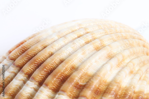 Detail macro of a marine seashell. Amazing colorful shell and luxury pearl texture