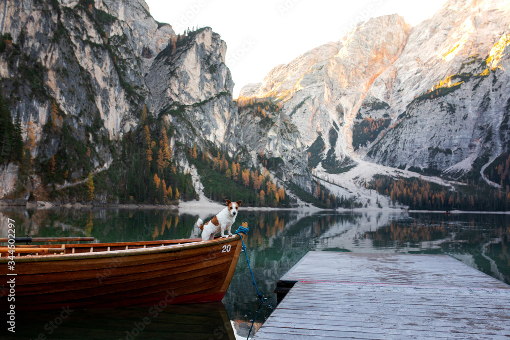 dog Jack Russell Terrier in a boat. Mountain Lake Braies. boat station. landscape with a pet