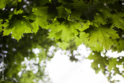 green maple leaves in the sun