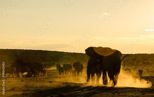 herd of elephants at sunset