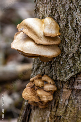 Unusual Fungus