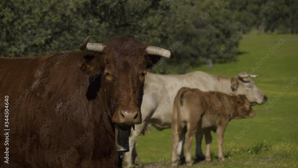 Retinta breed calves grazing in the spring of the Pedroches Valley. Limousin. Angus Retinta breed calves grazing in the spring of the Pedroches Valley. Limousin. Angus