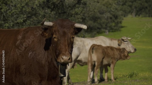 Retinta breed calves grazing in the spring of the Pedroches Valley. Limousin. Angus photo