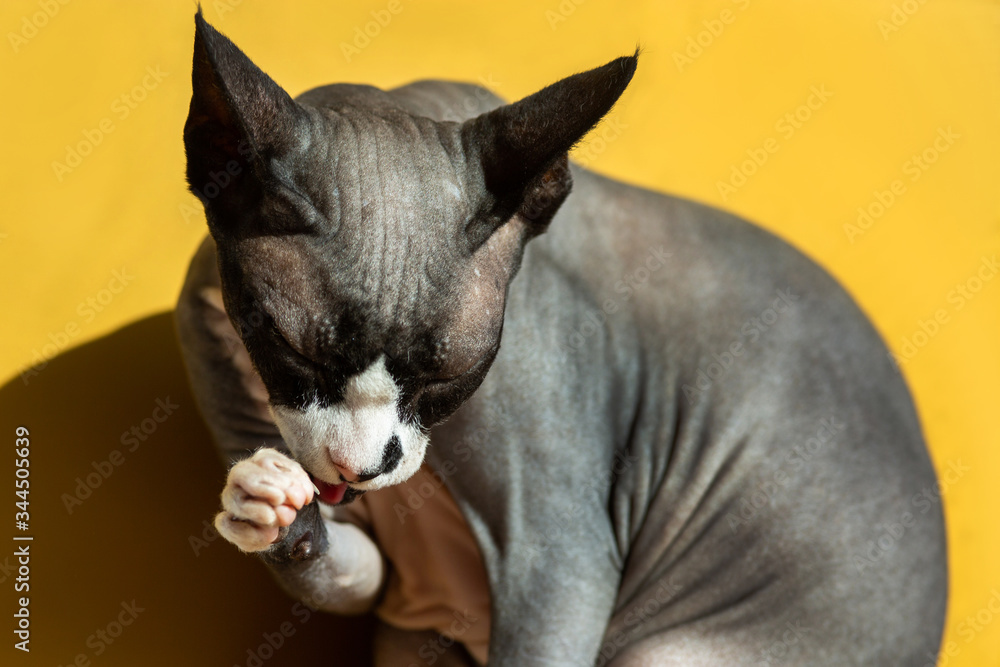 Hairless cat licks on trend yellow Colour background. Stylish Hairless Sphinx Canadian close-up portrait tongue paw. Pet feline stylish wrinkled folds modern thoroughbred naked leather skin sphynks
