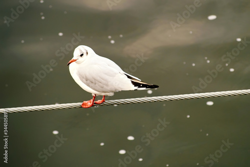 Lonely seagull sitting on the rope above the ocean water and looking for fish