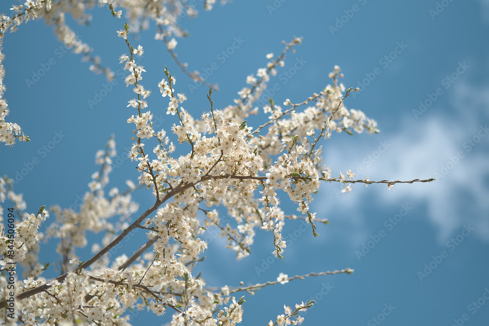 Spring Cherry blossoms. Beautiful white flowers against blue sky. Selective focus Spring Cherry blossoms. Beautiful white flowers against blue sky. Selective focus