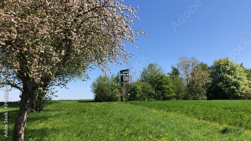 Landschaft im Frühling in Oberösterreich mit Bäumen, Wiesen und Hochstand photo